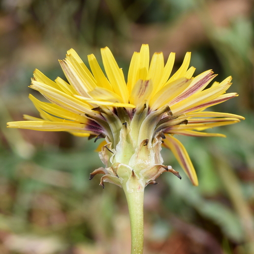 False Sow-thistle