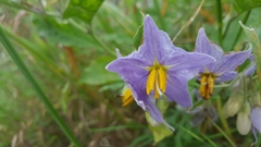 Solanum dimidiatum