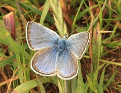 Icaricia icarioides pardalis