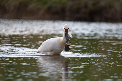 Eurasian Spoonbill