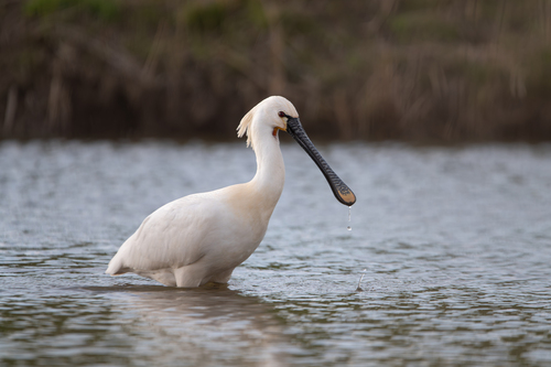 Eurasian Spoonbill