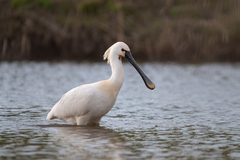 Eurasian Spoonbill photo 1
