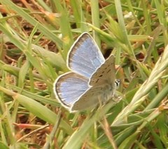 Icaricia icarioides pardalis