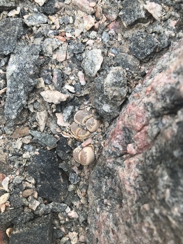 Lithops optica C081 10 km W of Lüderitz, Namibia 2