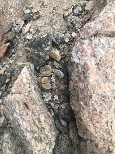 Lithops optica C275 10 km N of Lüderitz, Namibia