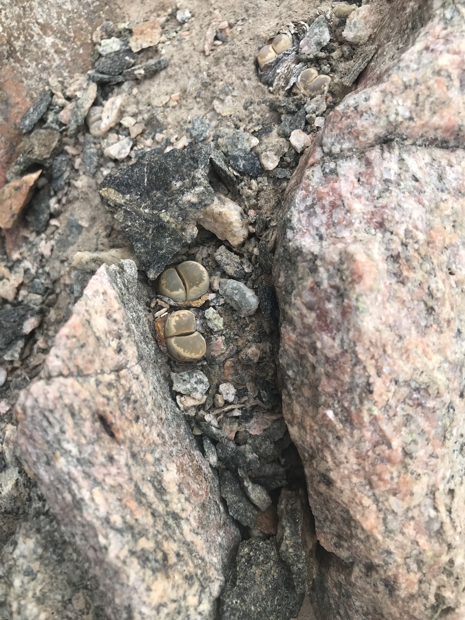 Imagem de Pedra-viva