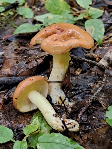 Šilinis Kazlėkas nuotrauka