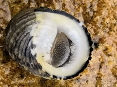 Nerita chamaeleon