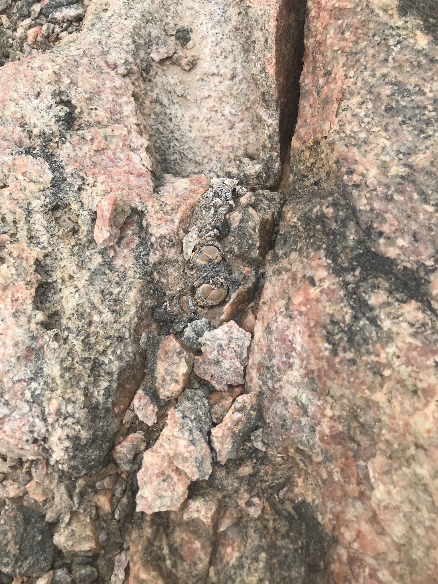 Imagem de Pedra-viva