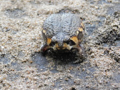 Breviceps