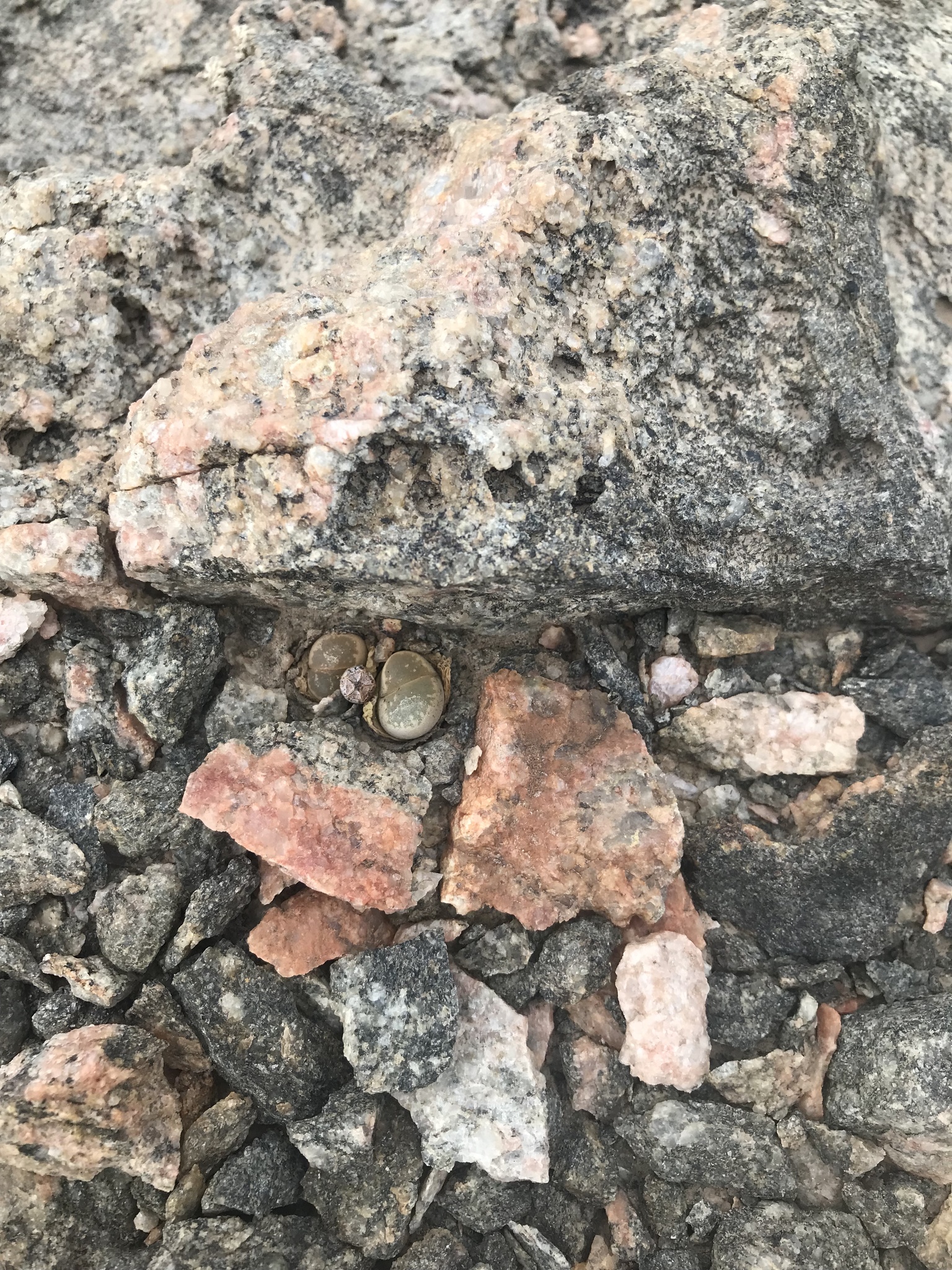 Imagem de Pedra-viva