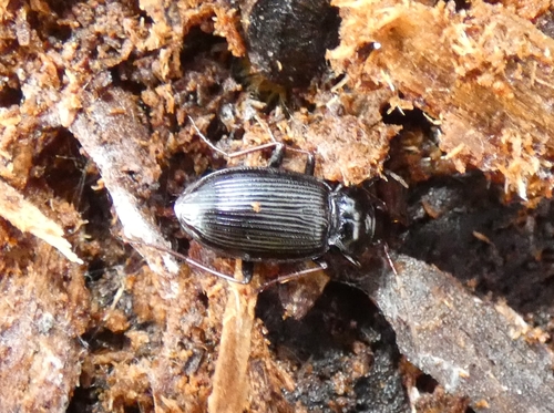 European Gazelle Beetle, Otterlo, Nederland, photo 7 of 10