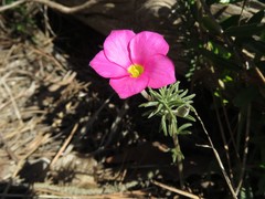 Oxalis hirta