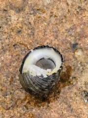 Nerita chamaeleon