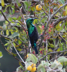 Cinnyris bifasciatus