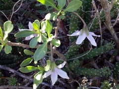 Solanum guineense