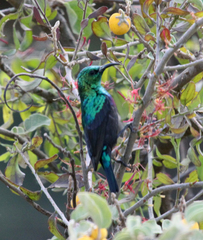 Cinnyris bifasciatus
