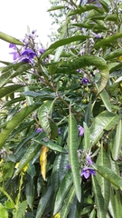 Solanum nitidum