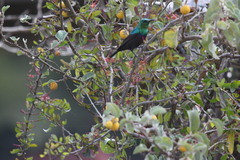 Cinnyris bifasciatus