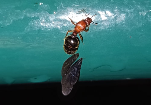 Solenopsis bicolor