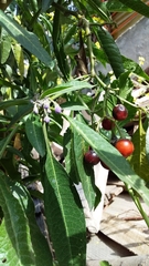 Solanum nitidum