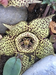 Orbea variegata