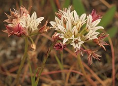 Allium lacunosum