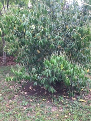 Piper pseudoasperifolium