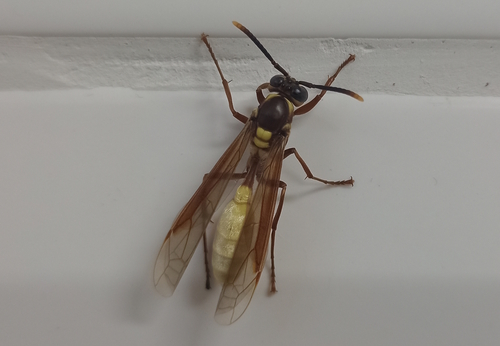 Central American Paper Wasp photo 5