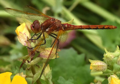 Sympetrum madidum