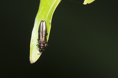 Endelus collaris kerremansi