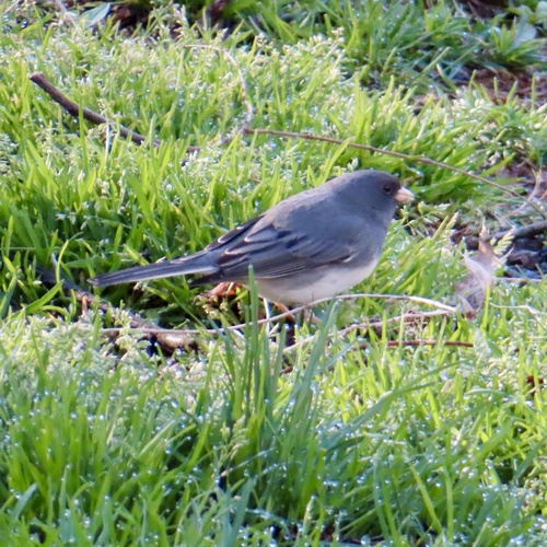 Dark-eyed Junco photographed in New York