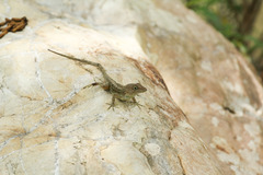 Anolis cybotes