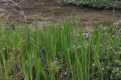 Juncus xiphioides