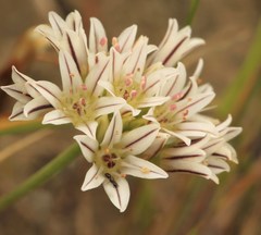 Allium lacunosum
