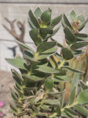 Orothamnus zeyheri