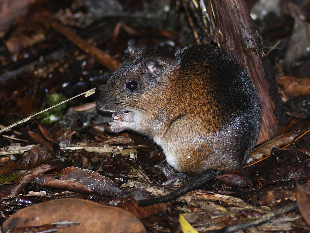 Cuvier's Spiny Rat