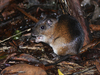 Cuvier's Spiny Rat - Photo (c) Josh van der Meulen, some rights reserved (CC BY-NC-ND), uploaded by Josh van der Meulen