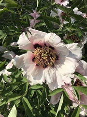 Paeonia × suffruticosa