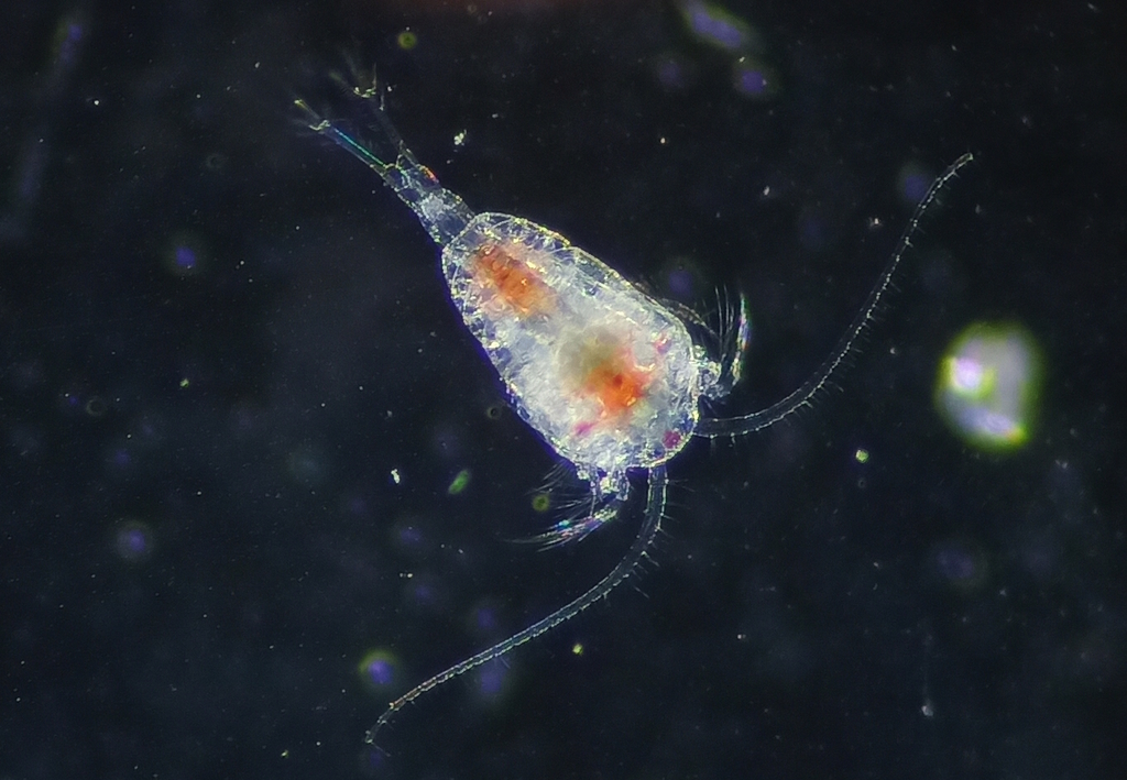 Temora turbinata