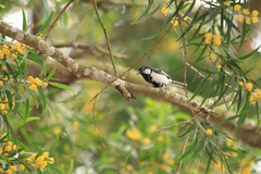 Parus minor commixtus