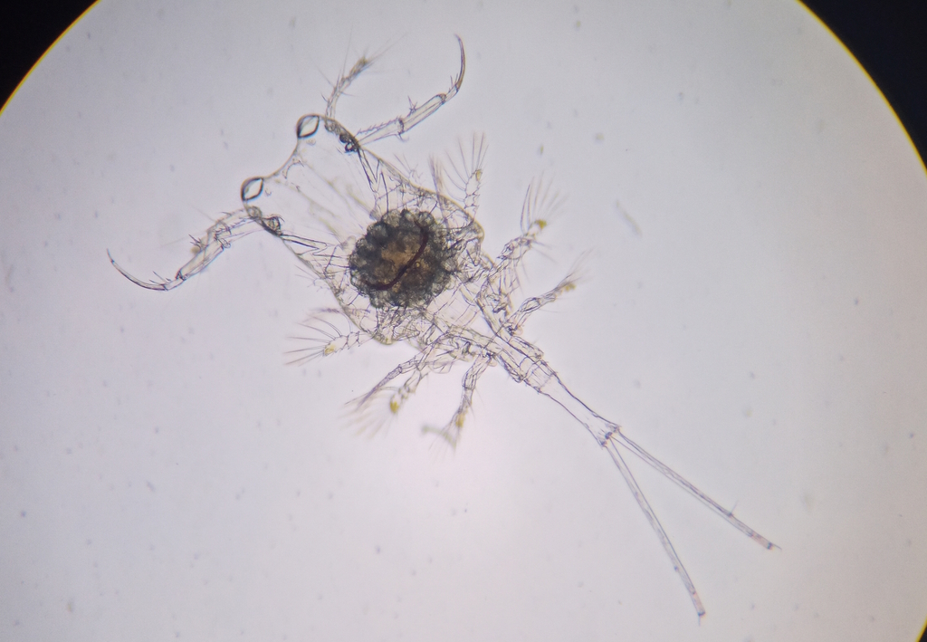 Copilia mirabilis