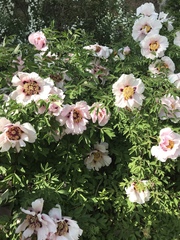 Paeonia × suffruticosa