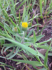 Heterotheca camporum camporum