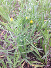 Heterotheca camporum camporum