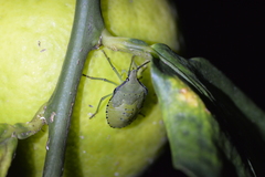 Biprorulus bibax
