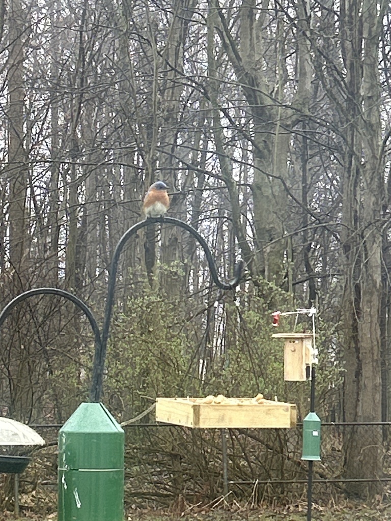 Eastern Bluebird from Oxford Dr, Brunswick, OH, US on March 31, 2024 at ...