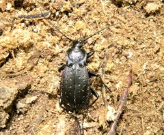 Carabus hortensis