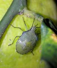 Biprorulus bibax