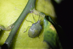 Biprorulus bibax